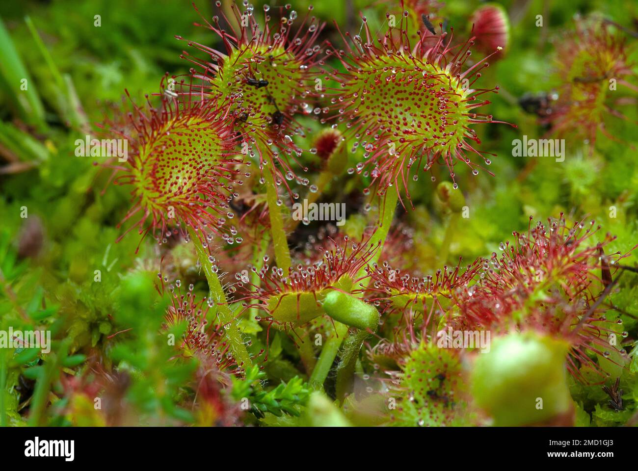 Sundew plants on boggy heathland in the New Forest, Hampshire, UK. Stock Photo