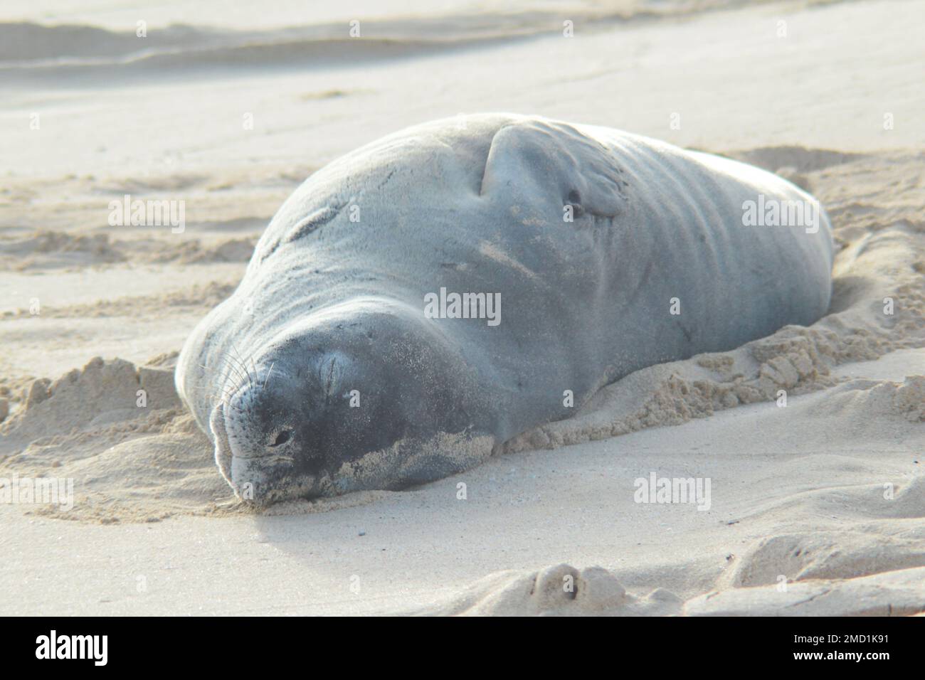 Endangered Hawaiian monk seal with silver grey fur relaxing and sleeping on the beach on Oahu island. Close up Stock Photo