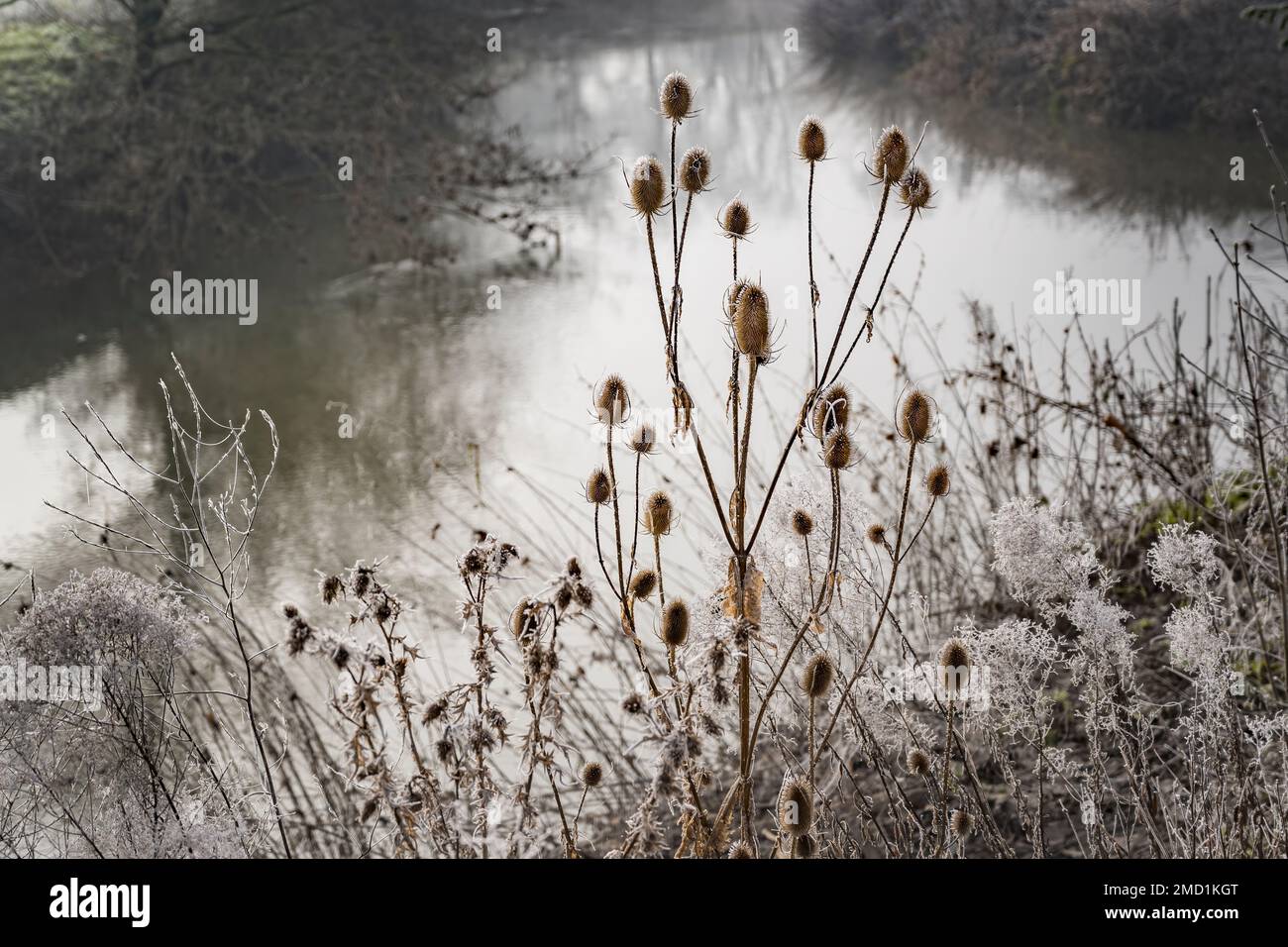 Wild teasel plant living on the edge of a river surviving the harsh