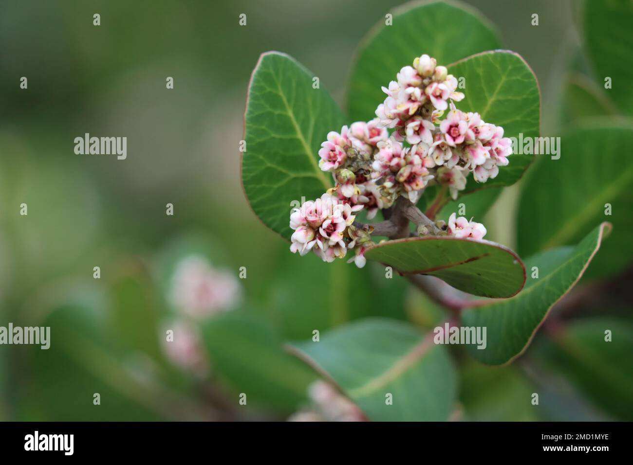 Pink pistillate compound racemose spike inflorescence of Rhus