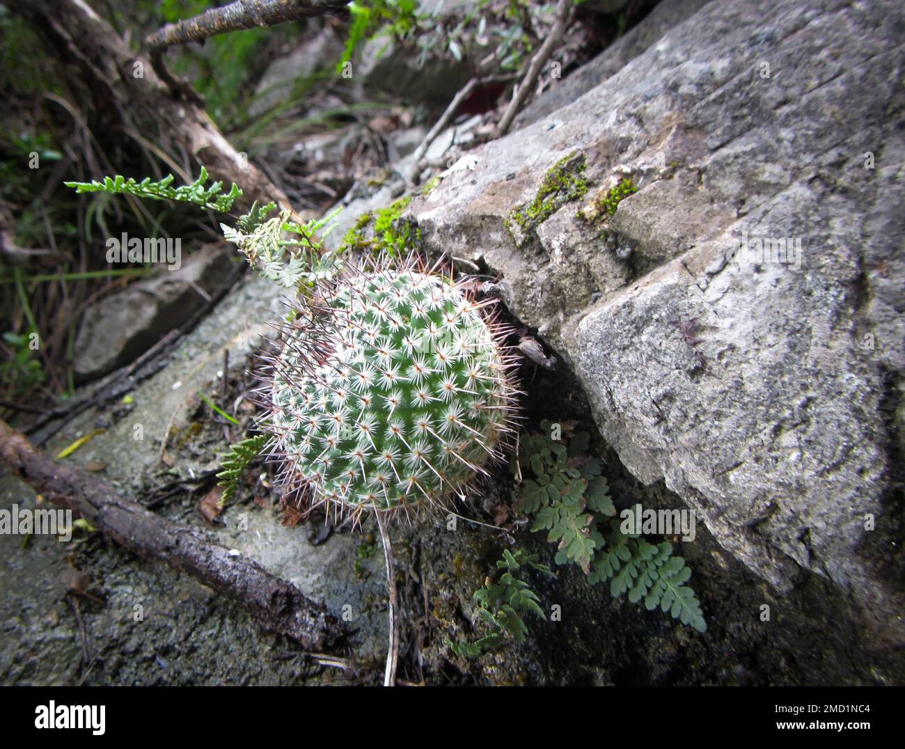 A closeup of a cactus (Mammillaria albilanata) on a piece of rock in a park  Stock Photo - Alamy