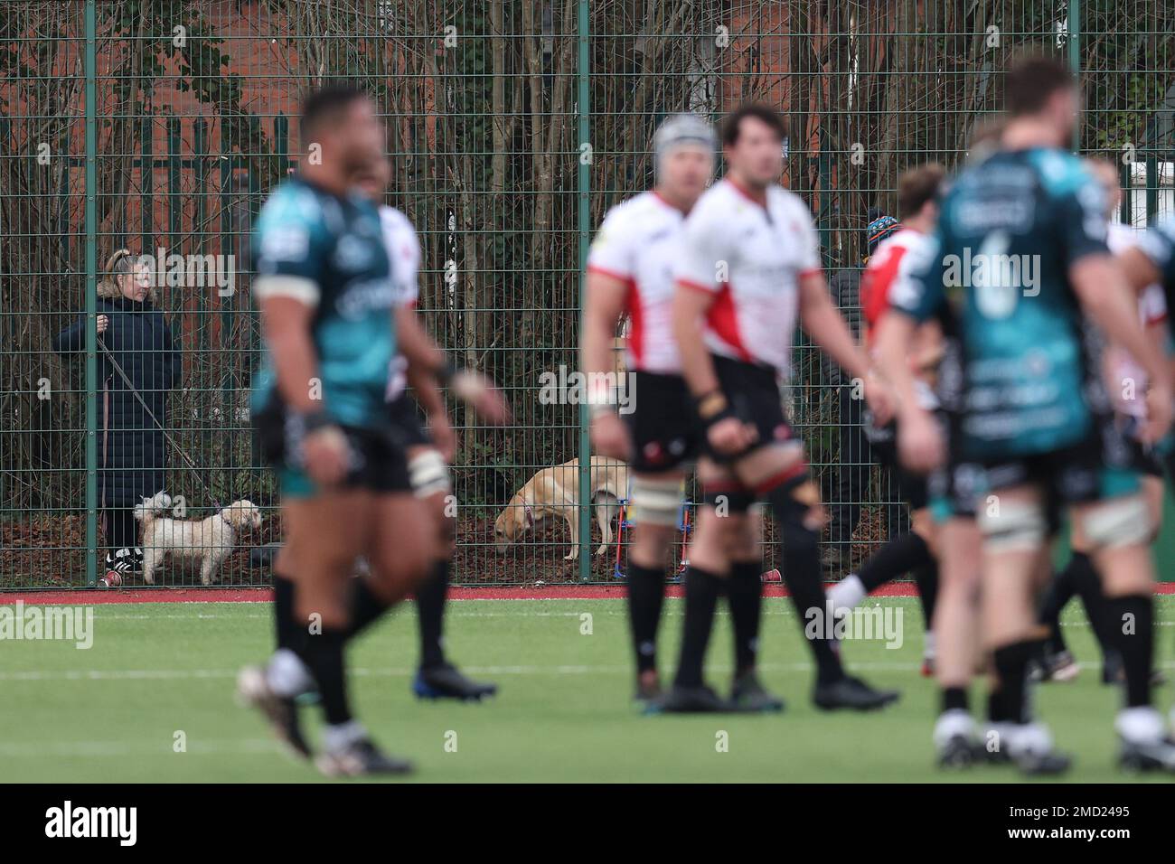 Ystrad Mynach, UK. 22nd Jan, 2023. People with dogs watch the game from outside the ground. European challenge cup rugby, pool B match, Dragons v Emirates Lions at the CCBC Centre for Sporting Excellence in Ystrad Mynach, Wales on Sunday 22nd January 2023. pic by Andrew Orchard/Andrew Orchard sports photography/Alamy Live news Credit: Andrew Orchard sports photography/Alamy Live News Stock Photo