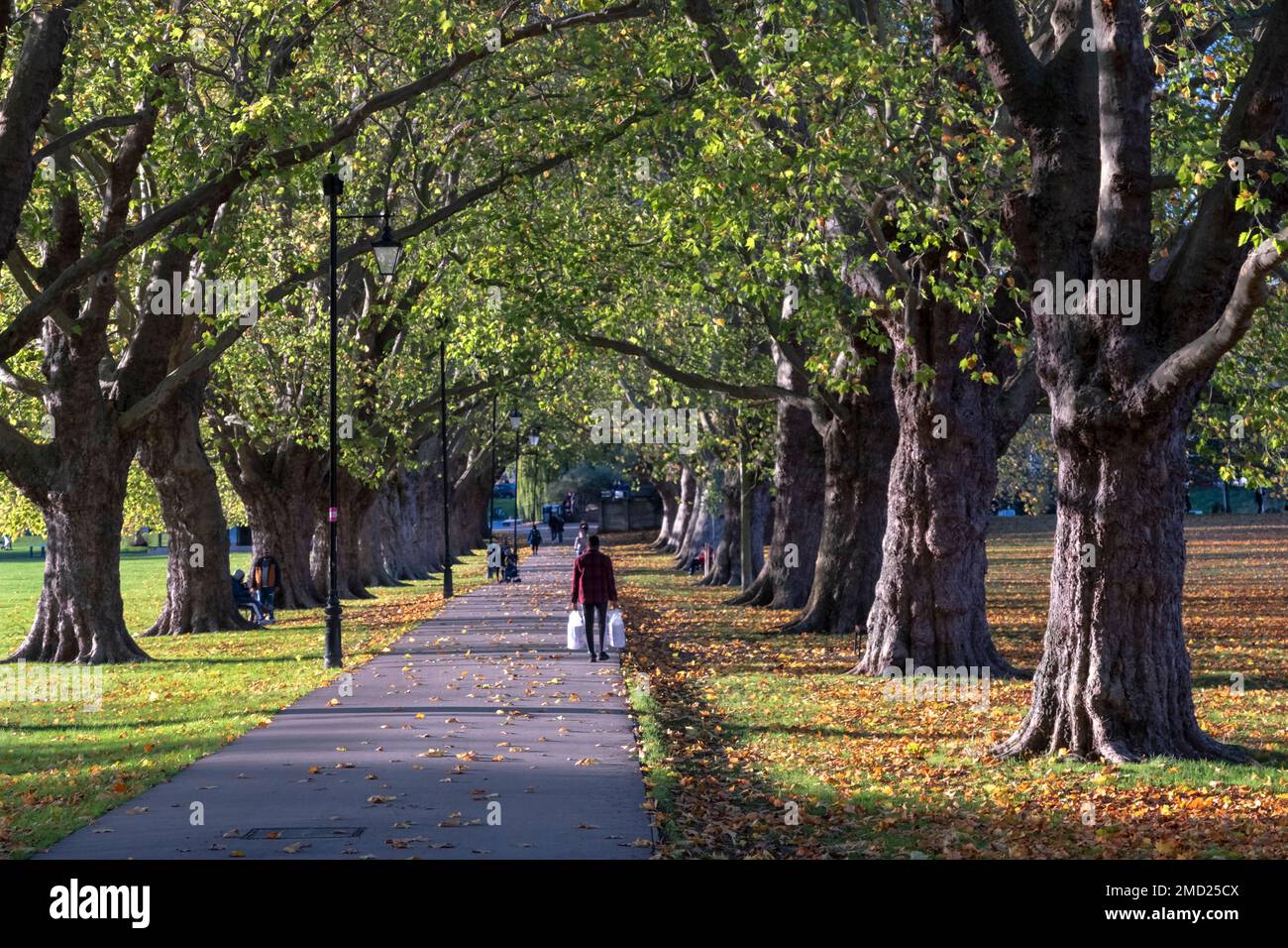 Avenue of trees in Jesus Green Park in autumn, Cambridge
