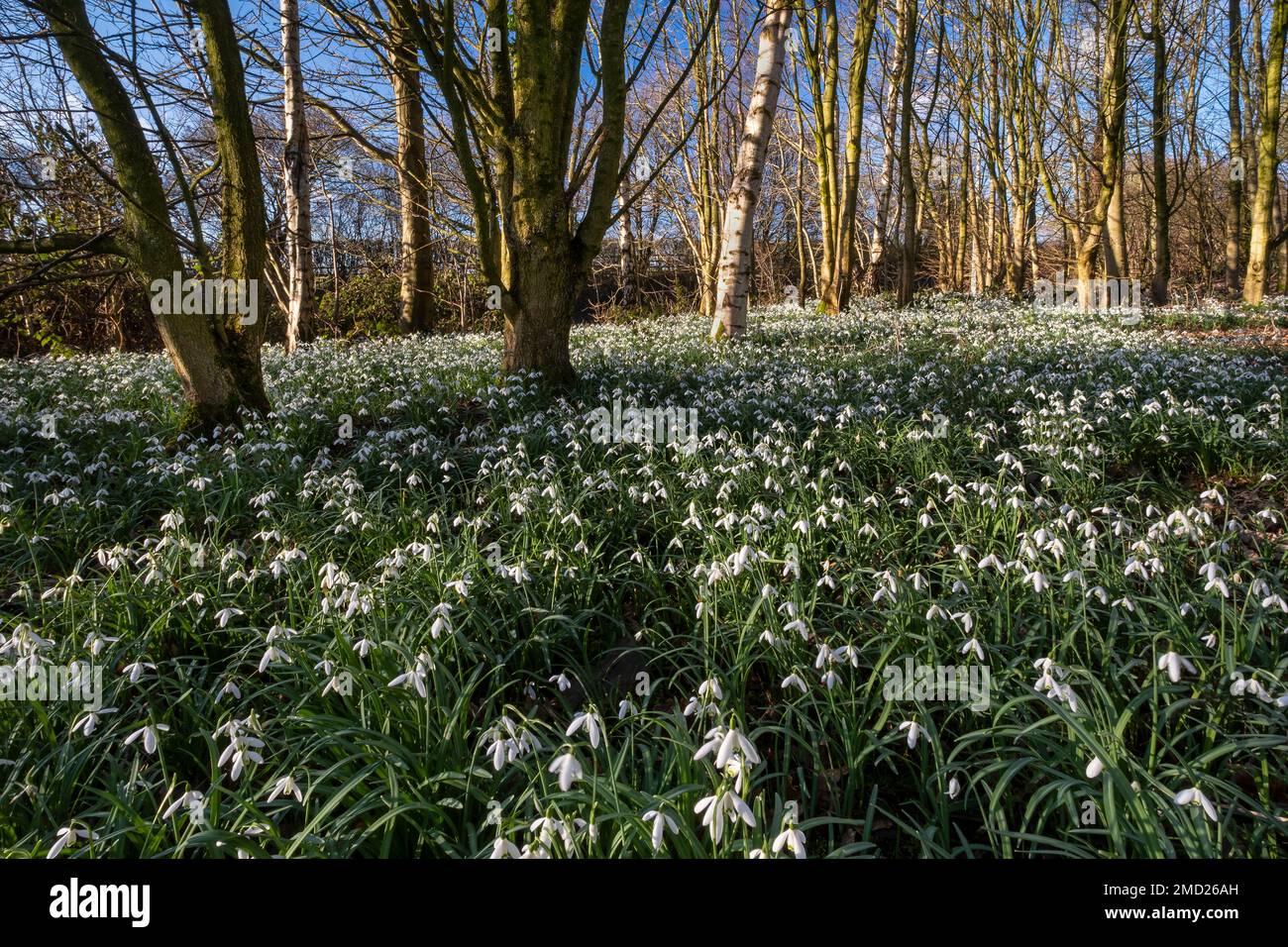 Snowdrops in Woodland, near Tarporley, Cheshire, England, UK Stock Photo