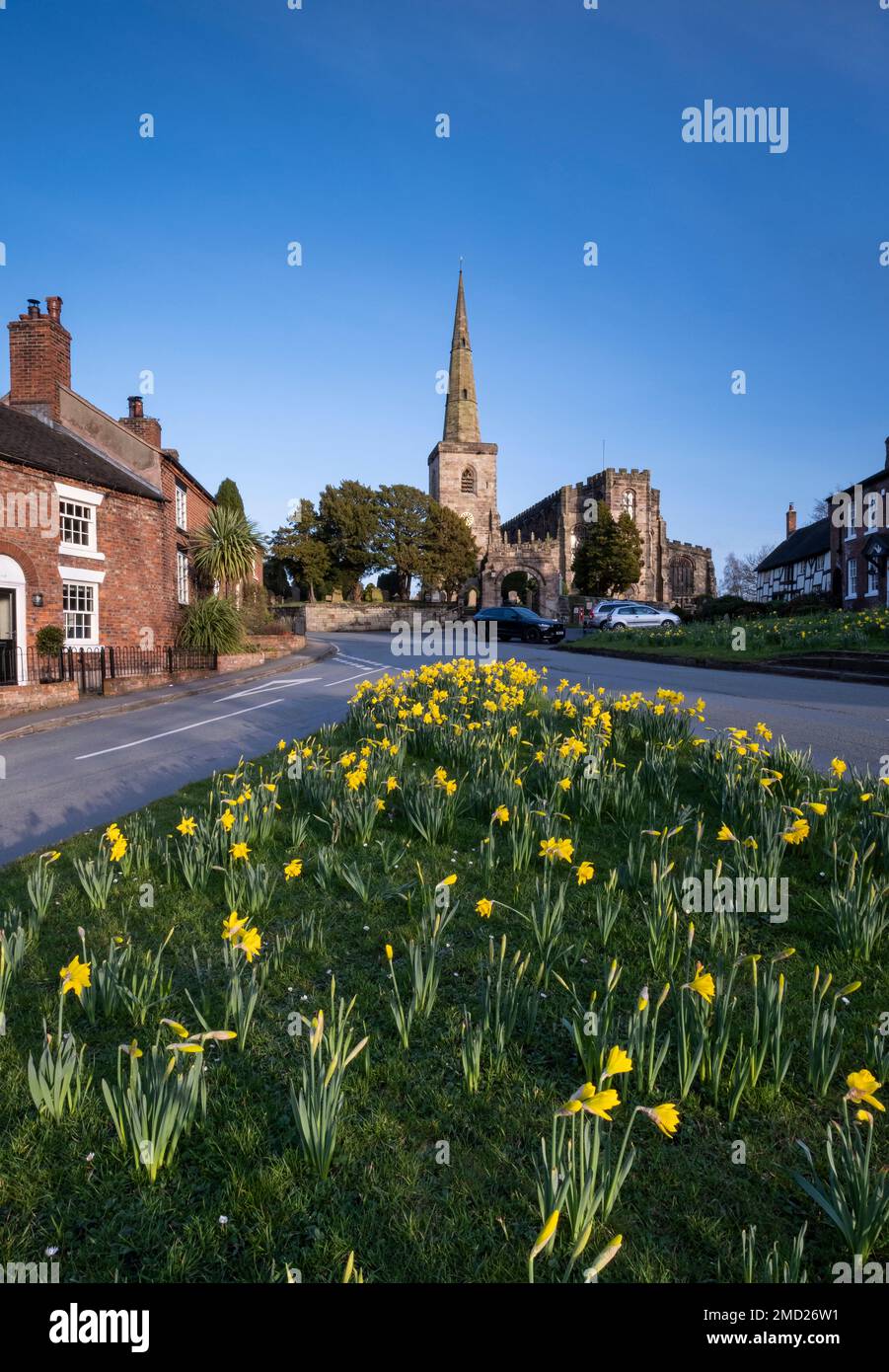 Daffodils on the Village Green at Astbury in Spring, Astbury, Cheshire