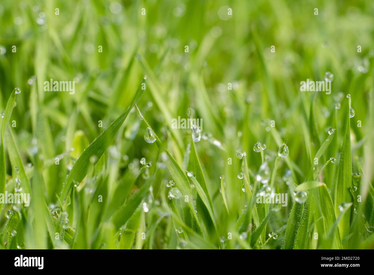 grassy background morning dew nature beauty Stock Photo