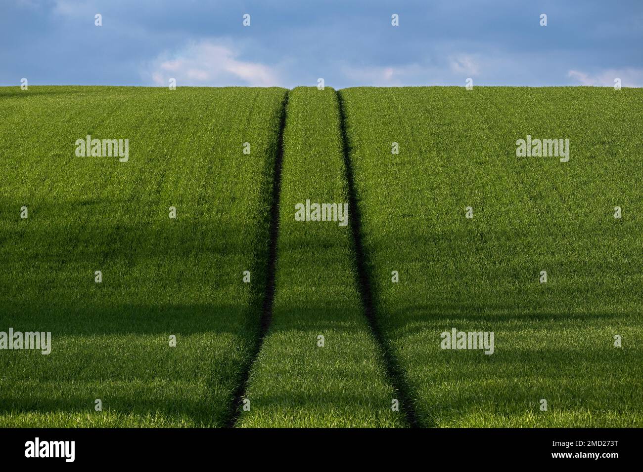 Parallel Line Tractor Tracks Climbing a Hill in a Field Full of Crops, near Whitegate, Cheshire, England, UK Stock Photo