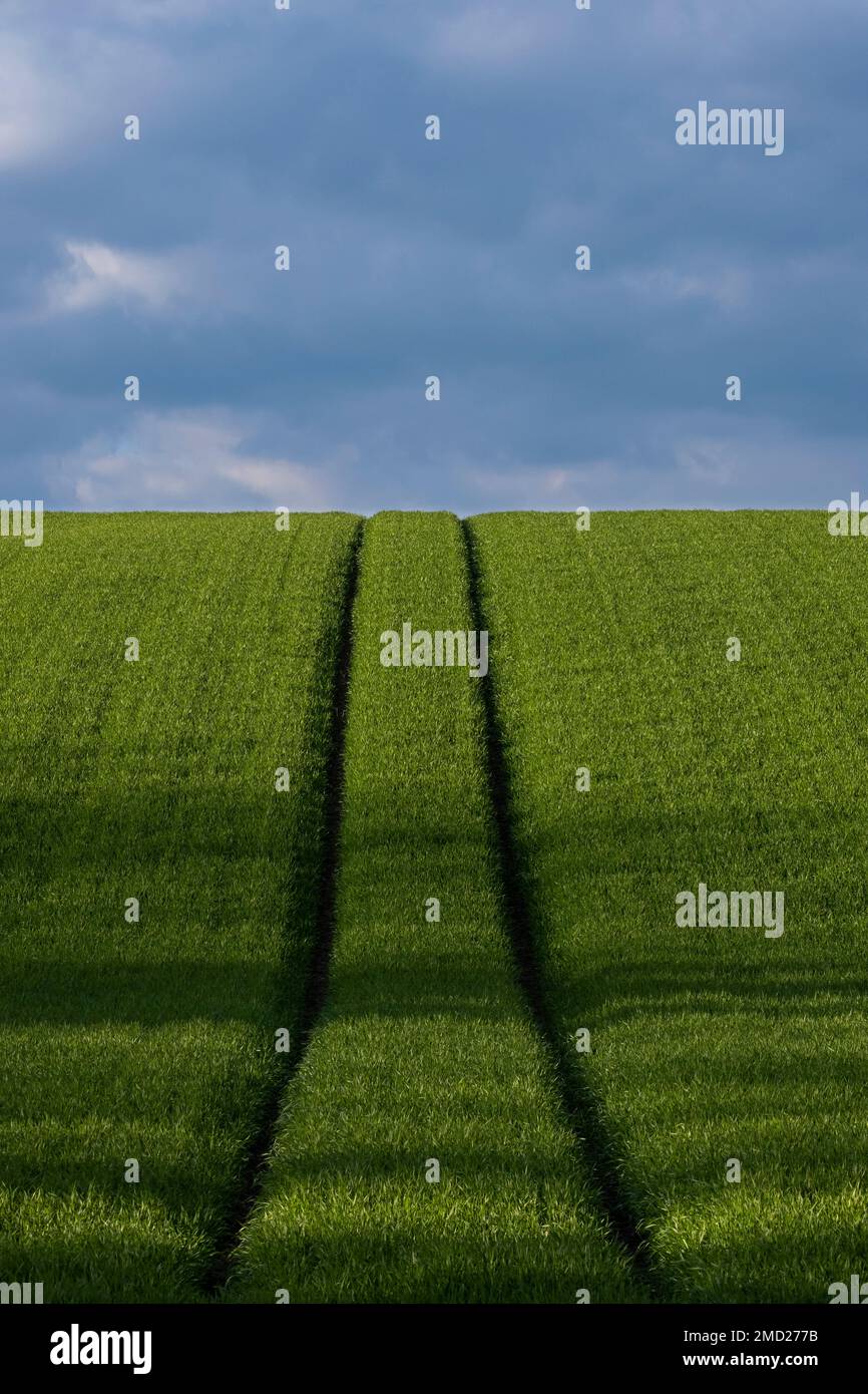 Parallel Line Tractor Tracks Climbing a Hill in a Field Full of Crops, near Whitegate, Cheshire, England, UK Stock Photo