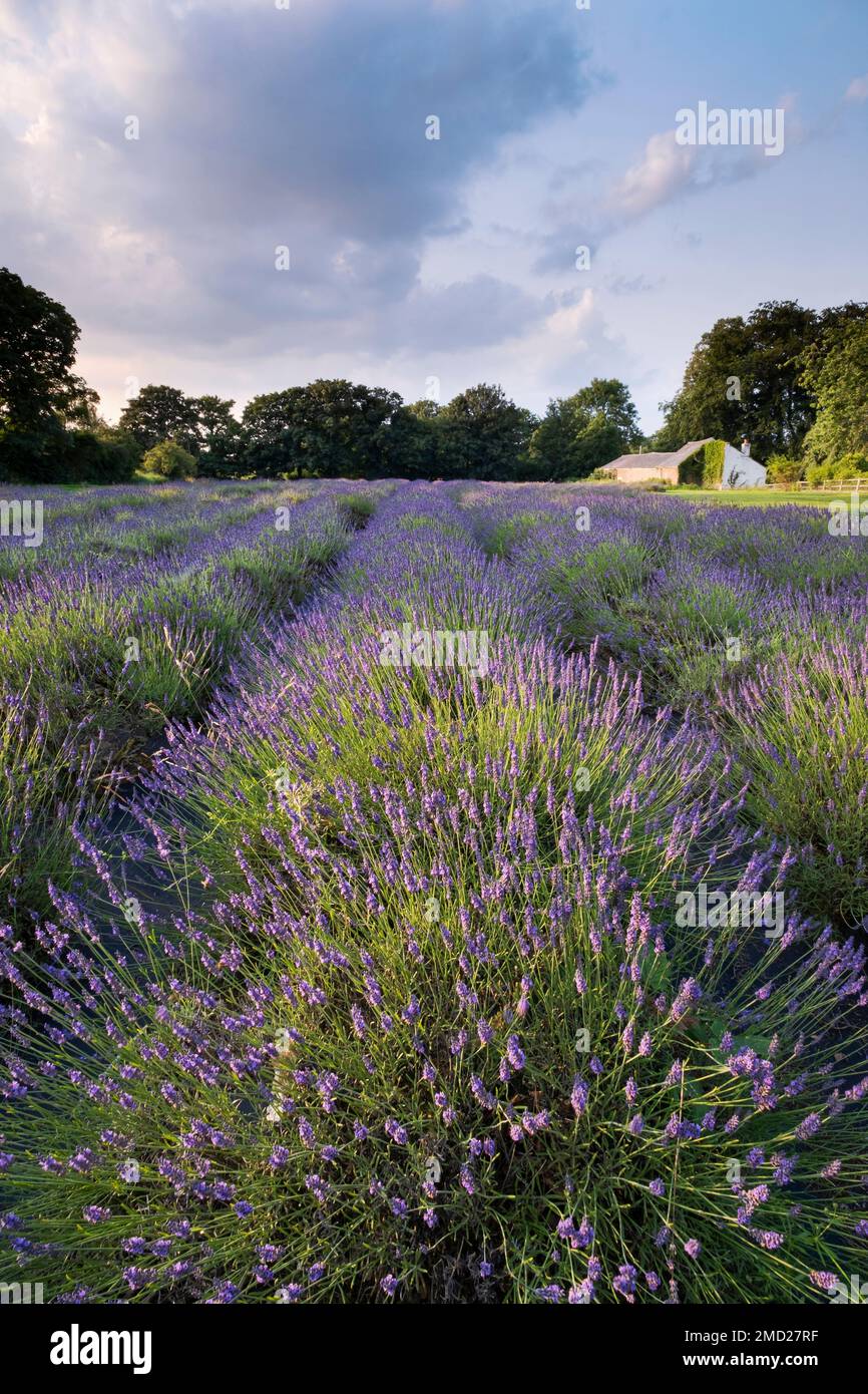 Lavender Field in summer, near Swettenham, Cheshire, England, UK Stock Photo