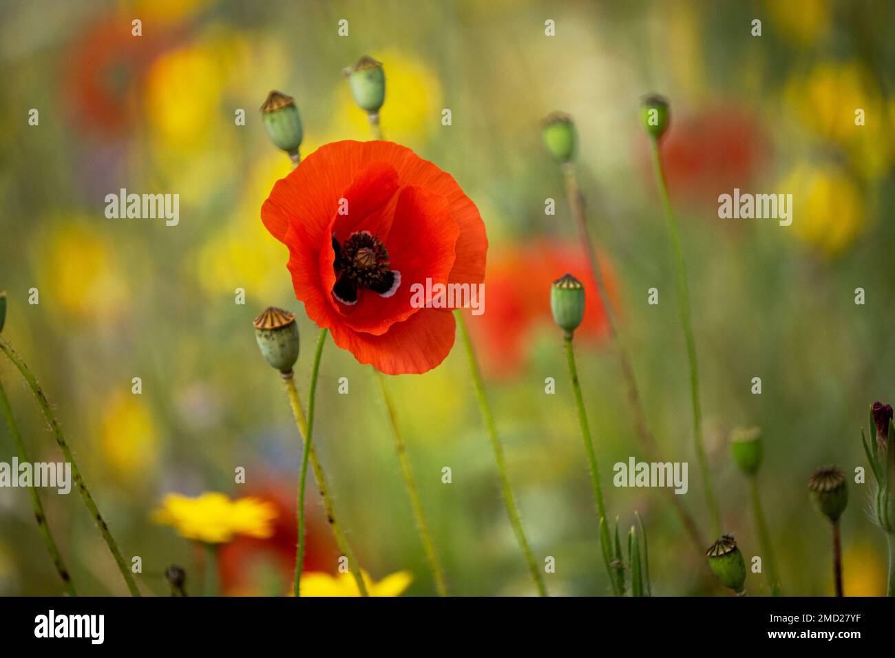 Red Poppy in wildflower meadow at Oscroft, near Tarvin, Cheshire, England, UK Stock Photo