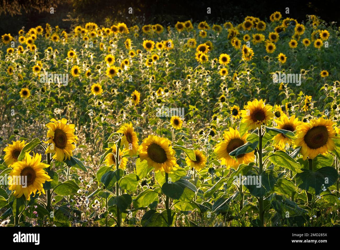 Field of backlit Sunflowers (Helianthus), near Tarporley, Cheshire, England, UK Stock Photo