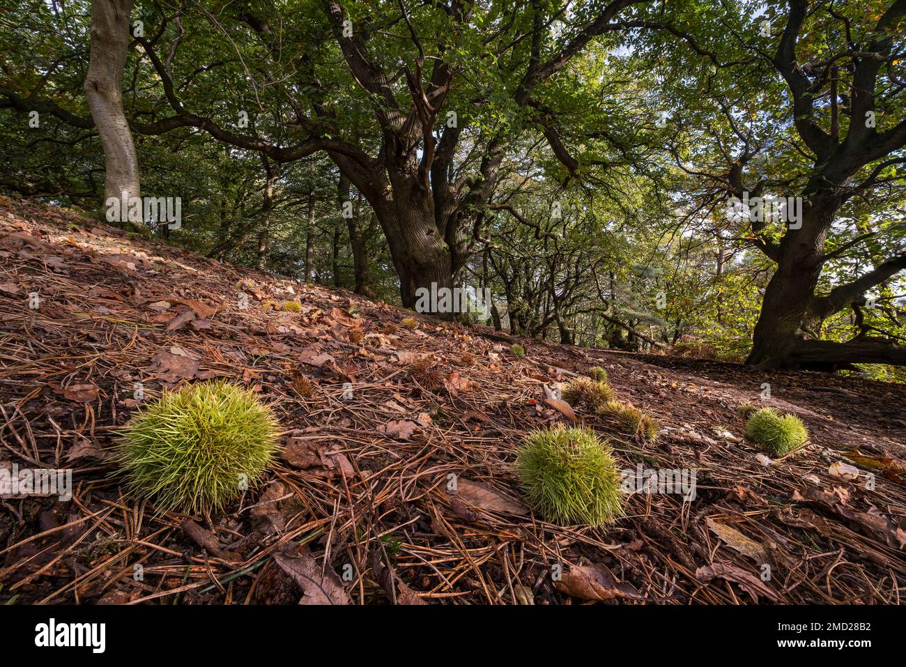 Veteran Sweet Chestnut Trees (Castanea Sativa) , Bulkeley Hill Woods, Peckforton Hills, Cheshire, England, UK Stock Photo