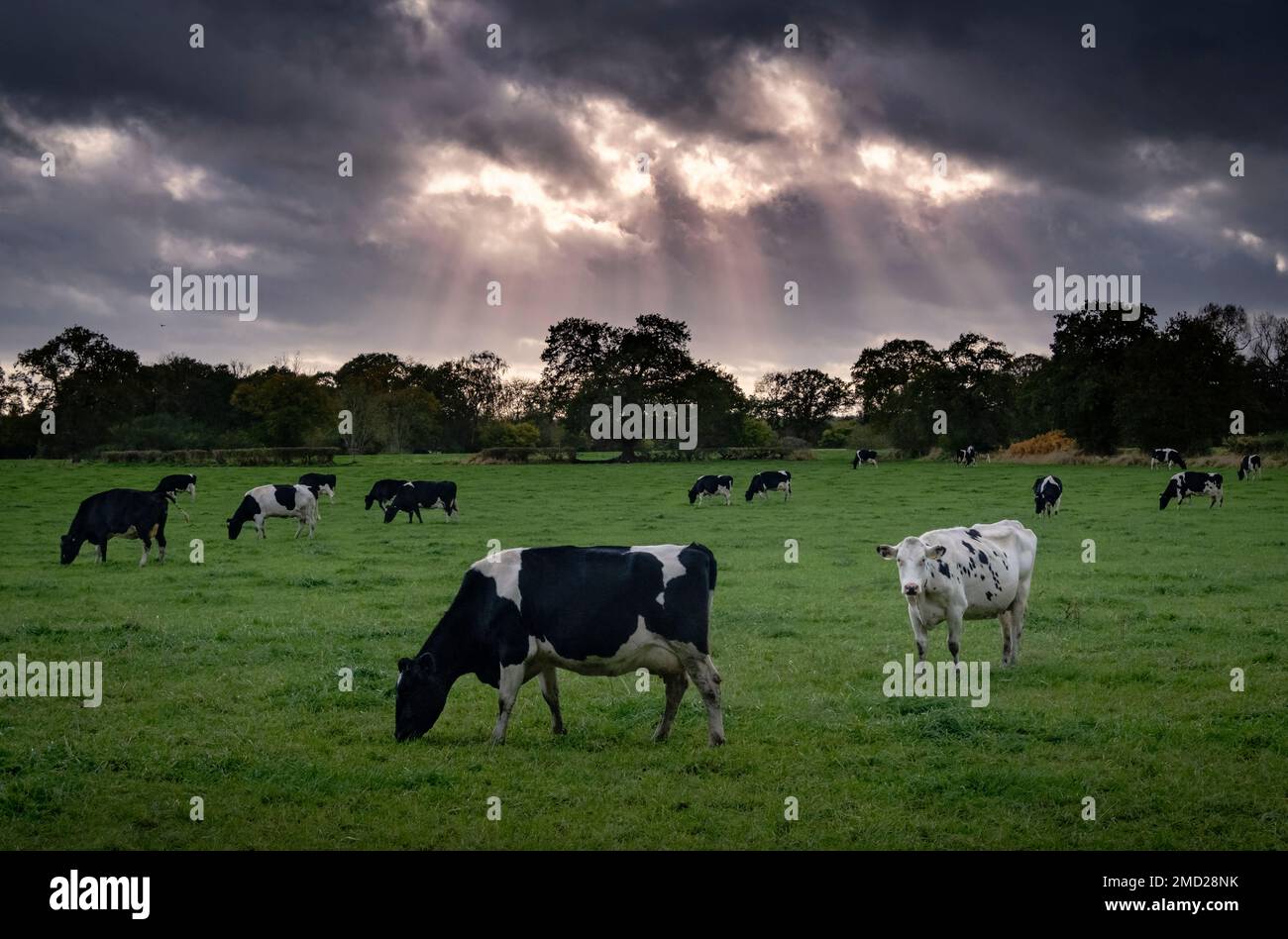 Herd of Friesian Cows, near Swettenham, Cheshire, England, UK Stock Photo