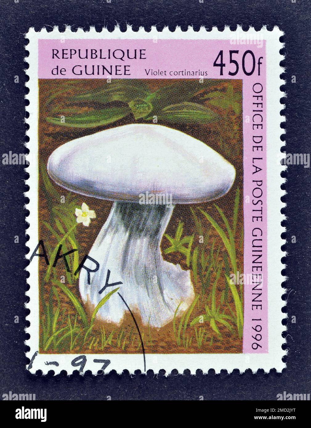 Cancelled postage stamp printed by Guinea, that shows Violet Cortinarius Mushroom (Cortinarius violaceus), circa 1996. Stock Photo