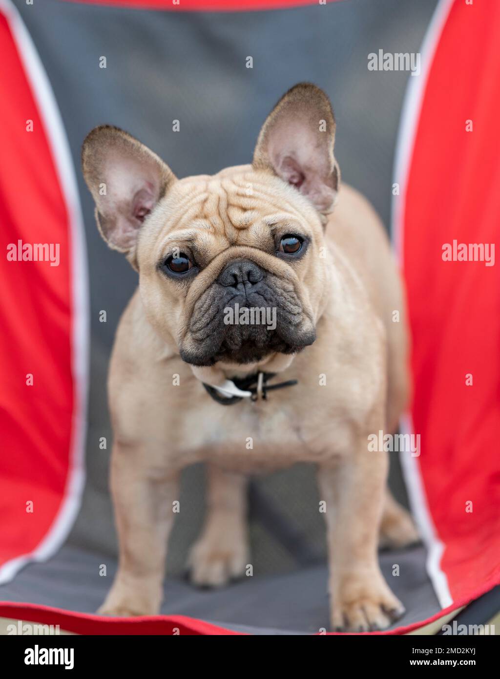 French bulldog standing on a folding chair posing Stock Photo
