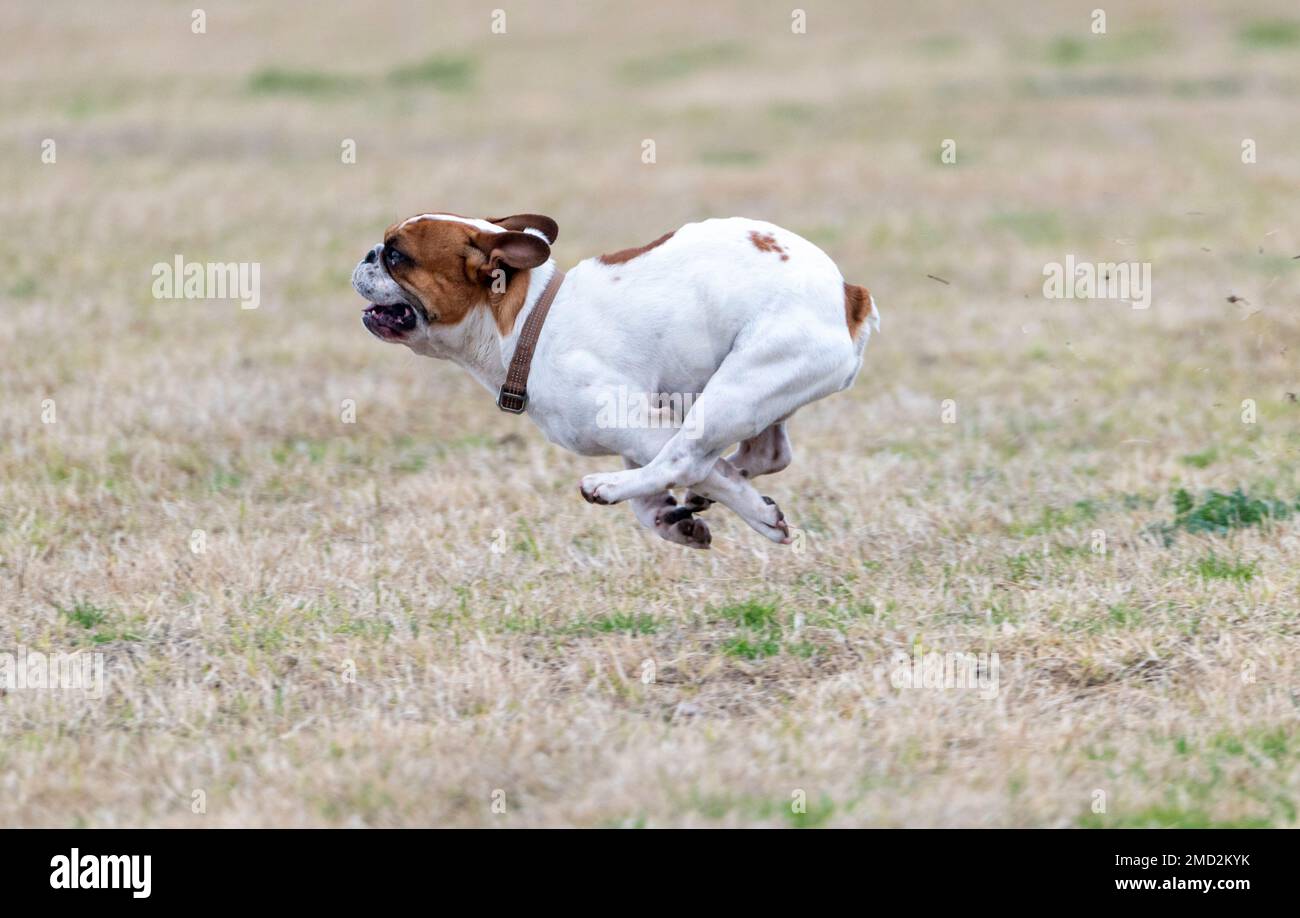 White French bulldog running across a grassy field Stock Photo