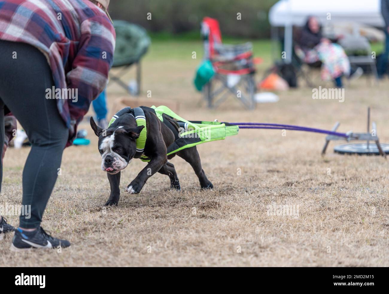 Olde English bulldog dragging a weight sled at an event Stock Photo