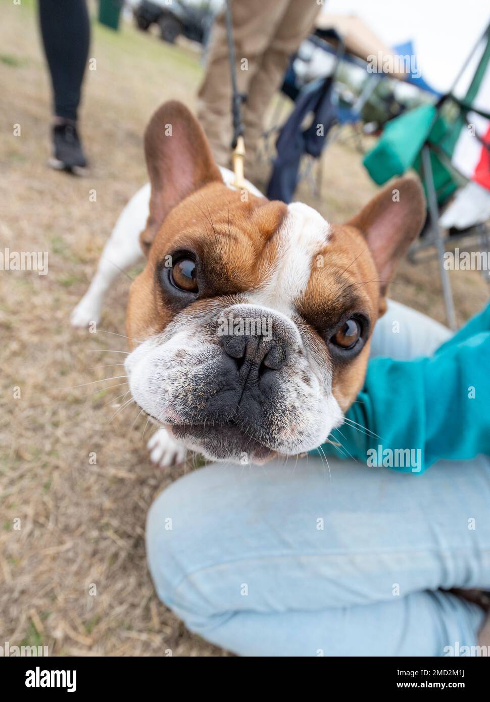 French Bulldog extreme close up at an open field event Stock Photo