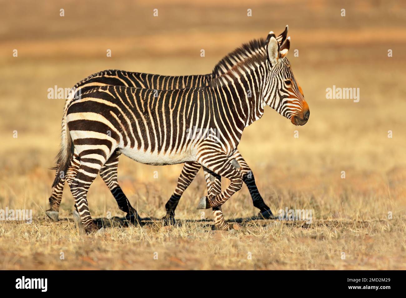 Cape mountain zebras (Equus zebra) in natural habitat, Mountain Zebra  National Park, South Africa Stock Photo - Alamy