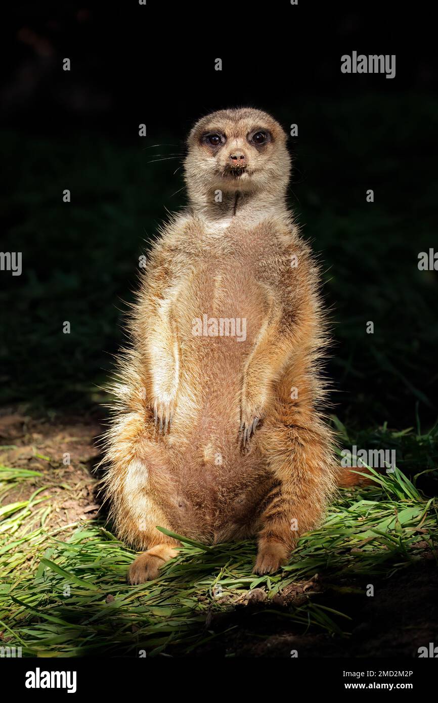 An alert meerkat (Suricata suricatta) sitting upright, South Africa Stock Photo