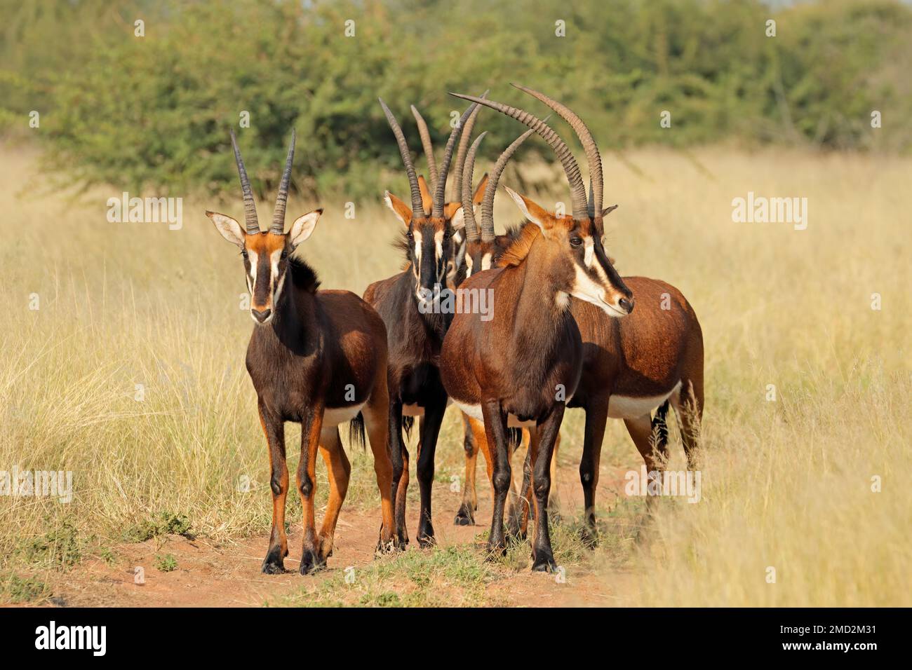 A group of sable antelopes (Hippotragus niger) in natural habitat, South Africa Stock Photo