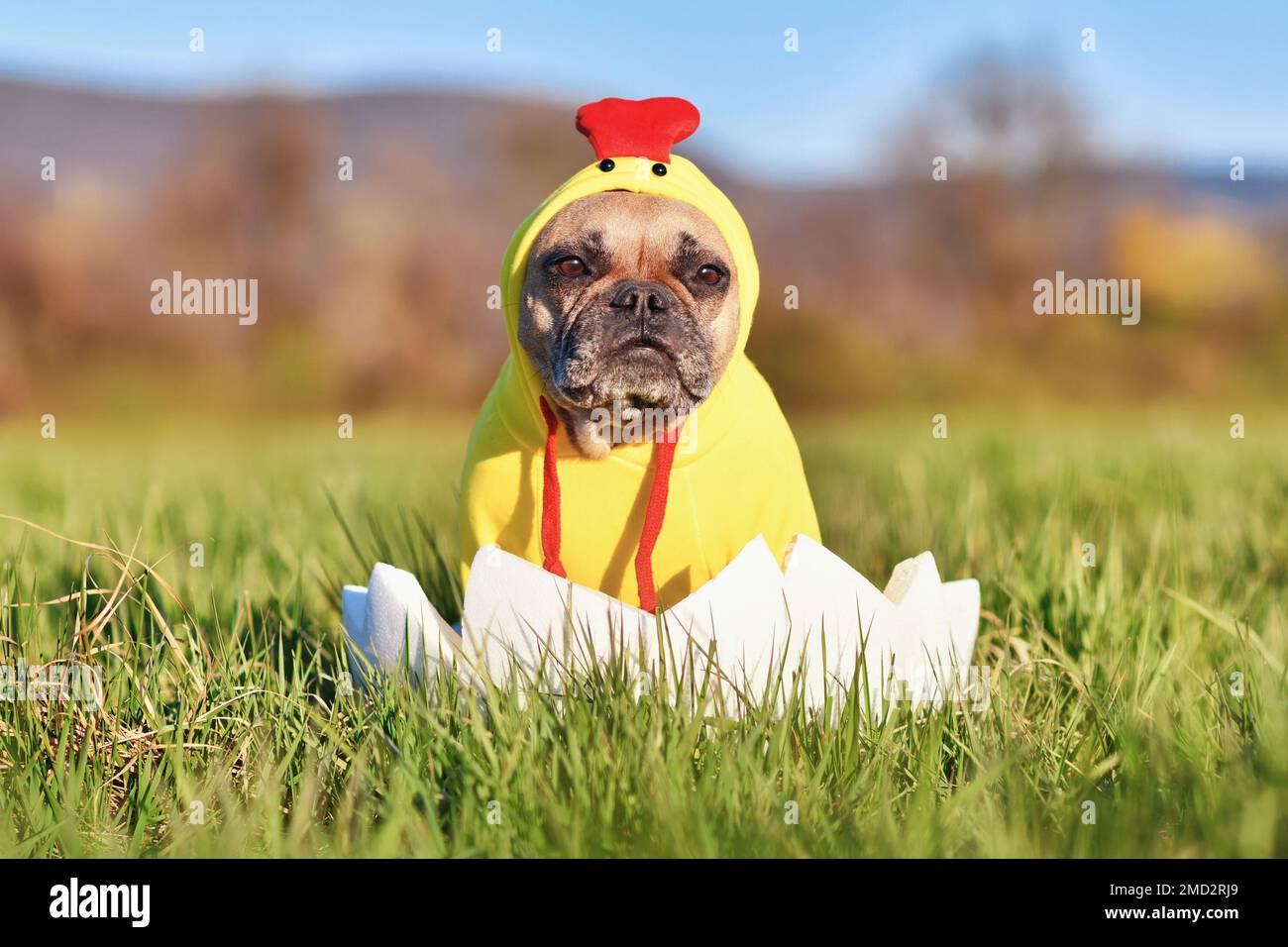 Funny Easter chicken dog. French Bulldog sitting in large Easter egg wearing a costume Stock Photo