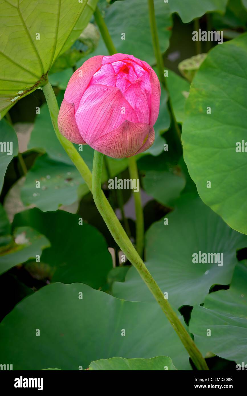 Large pink flower in a garden in Japan Stock Photo Alamy