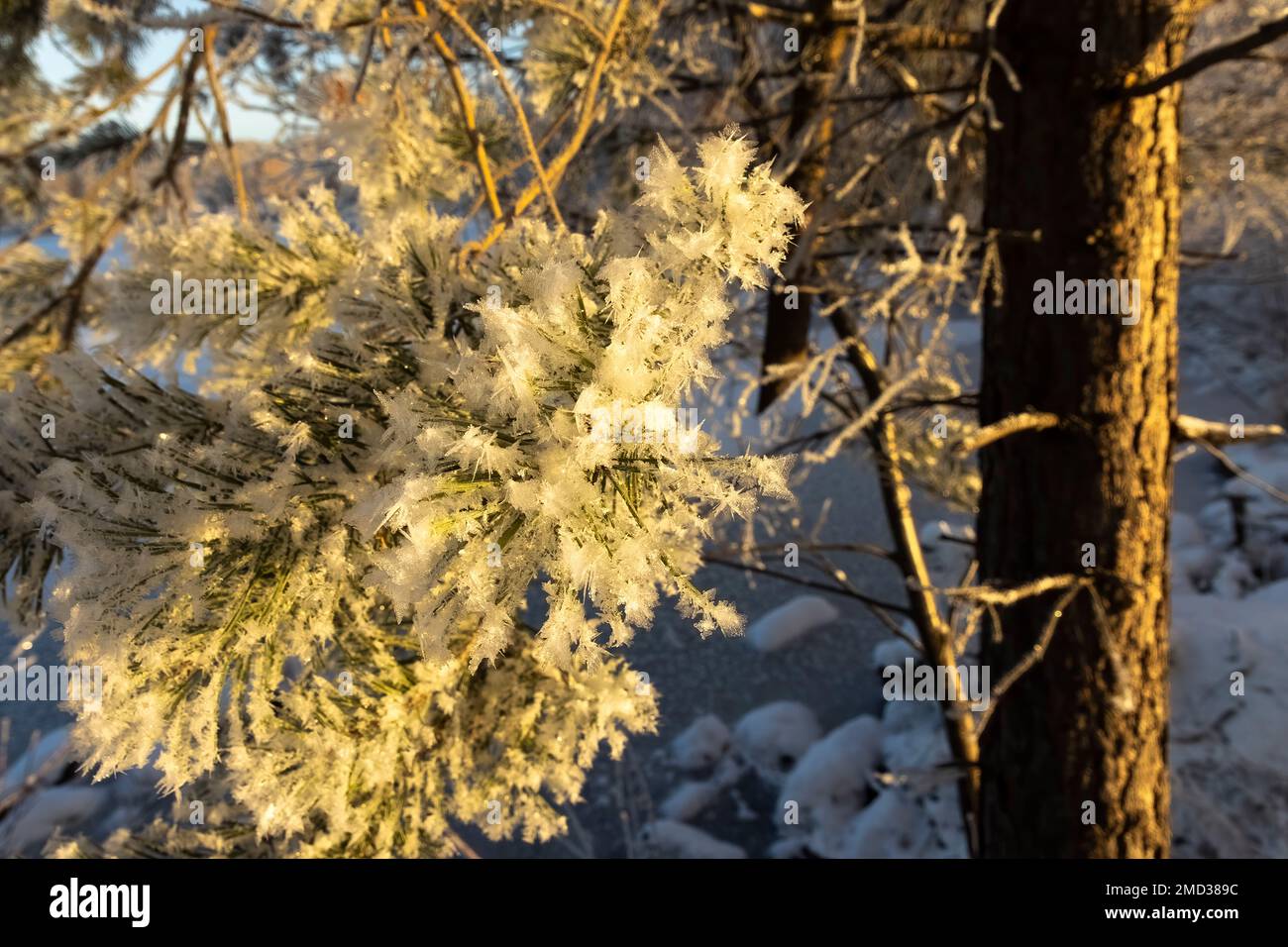 In winter, the branches are covered with frost and ice Stock Photo - Alamy