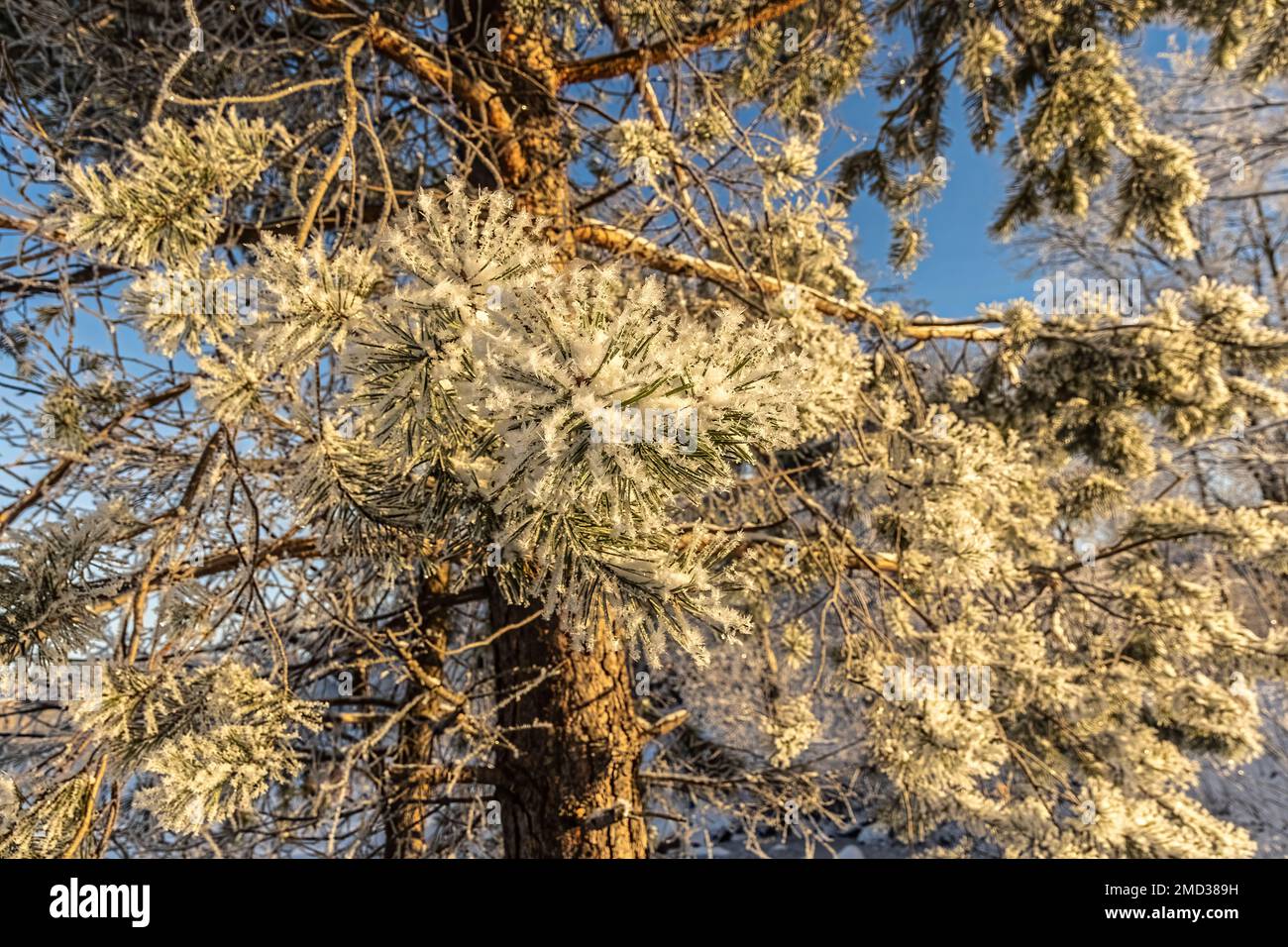In winter, the branches are covered with frost and ice Stock Photo - Alamy