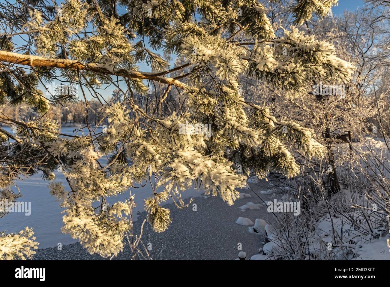 In winter, the branches are covered with frost and ice Stock Photo - Alamy