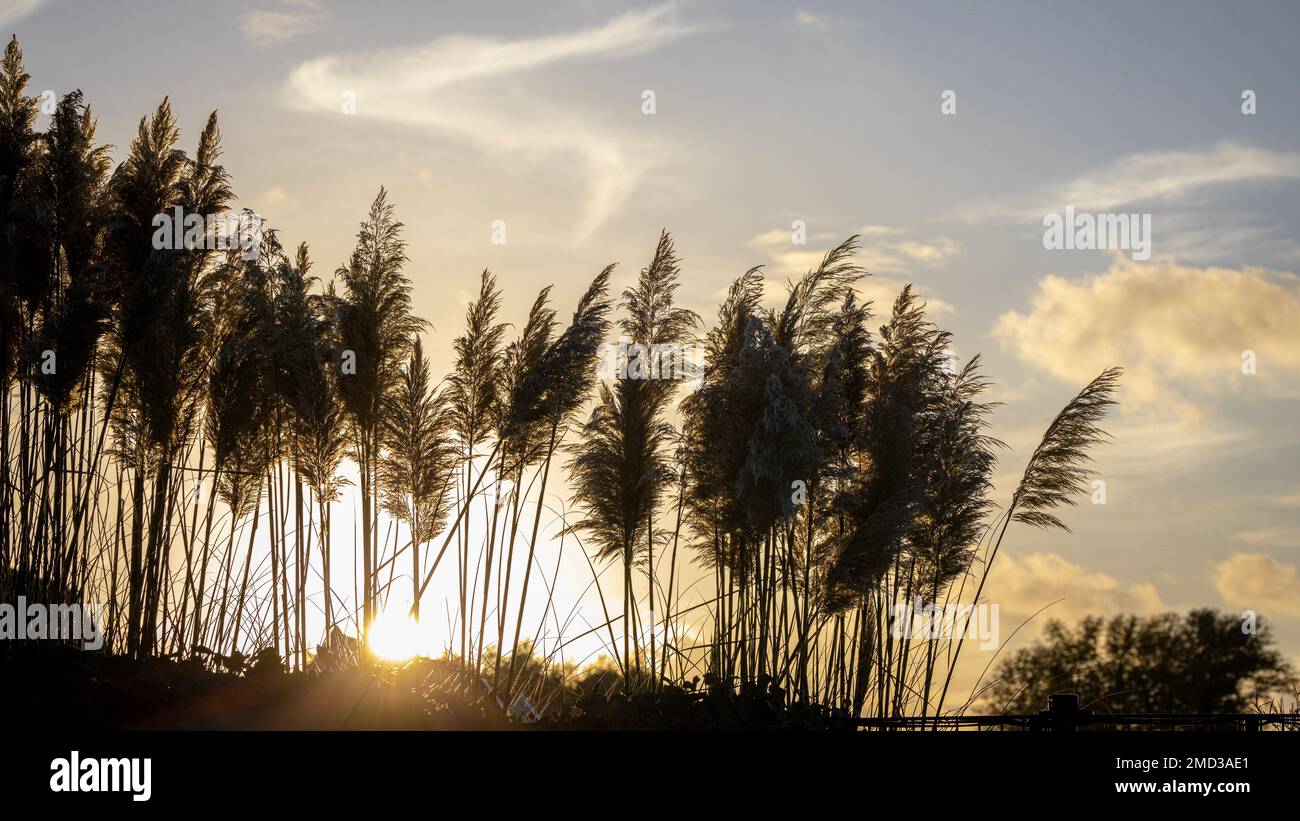 A beautiful shot of silhouettes of trees under a sunny sky Stock Photo ...