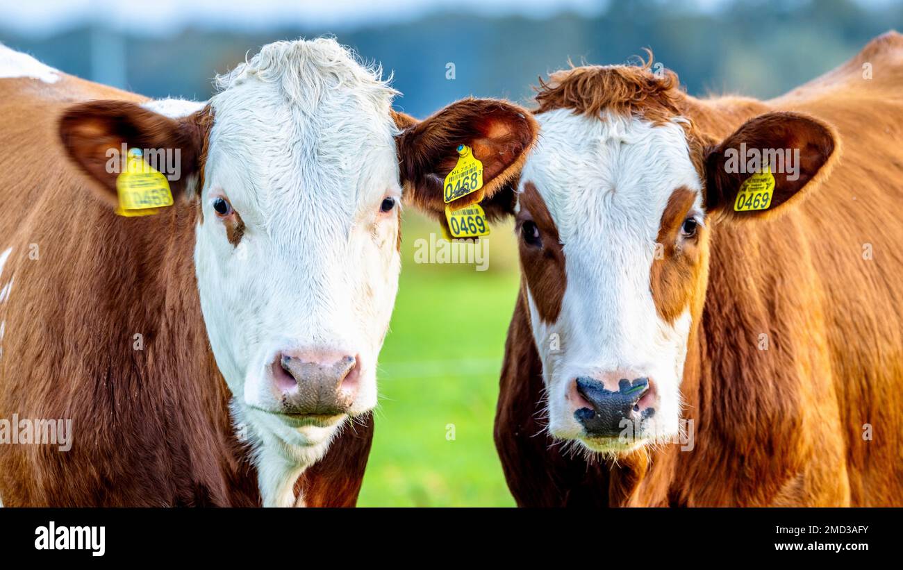 A closeup shot of two brown white cows with tagged ears on a farm Stock Photo