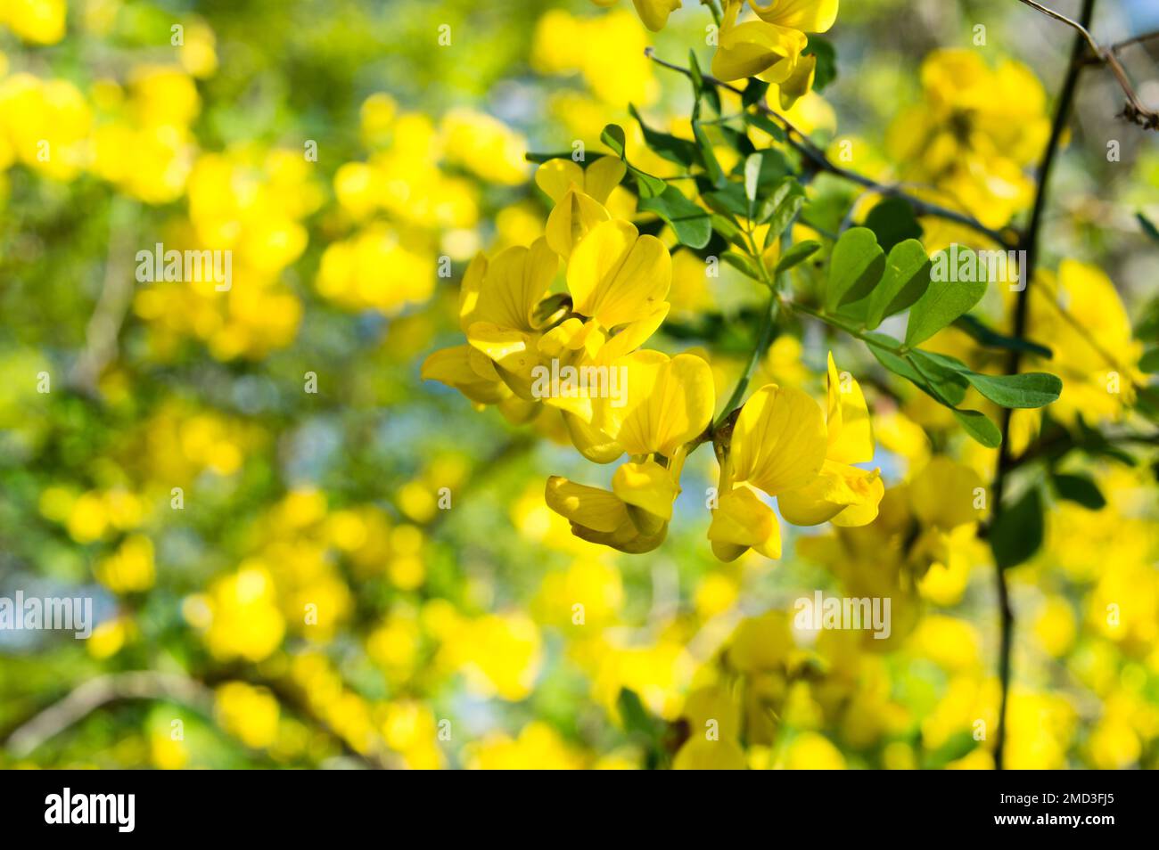 Beautiful yellow shrub, Colutea arborescens or bladder-senna, mediterranean plant, found in Croatia, Istria Stock Photo