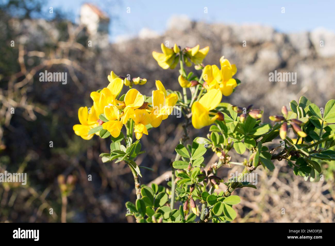 Beautiful yellow shrub, Colutea arborescens or bladder-senna, mediterranean plant, found in Croatia Stock Photo