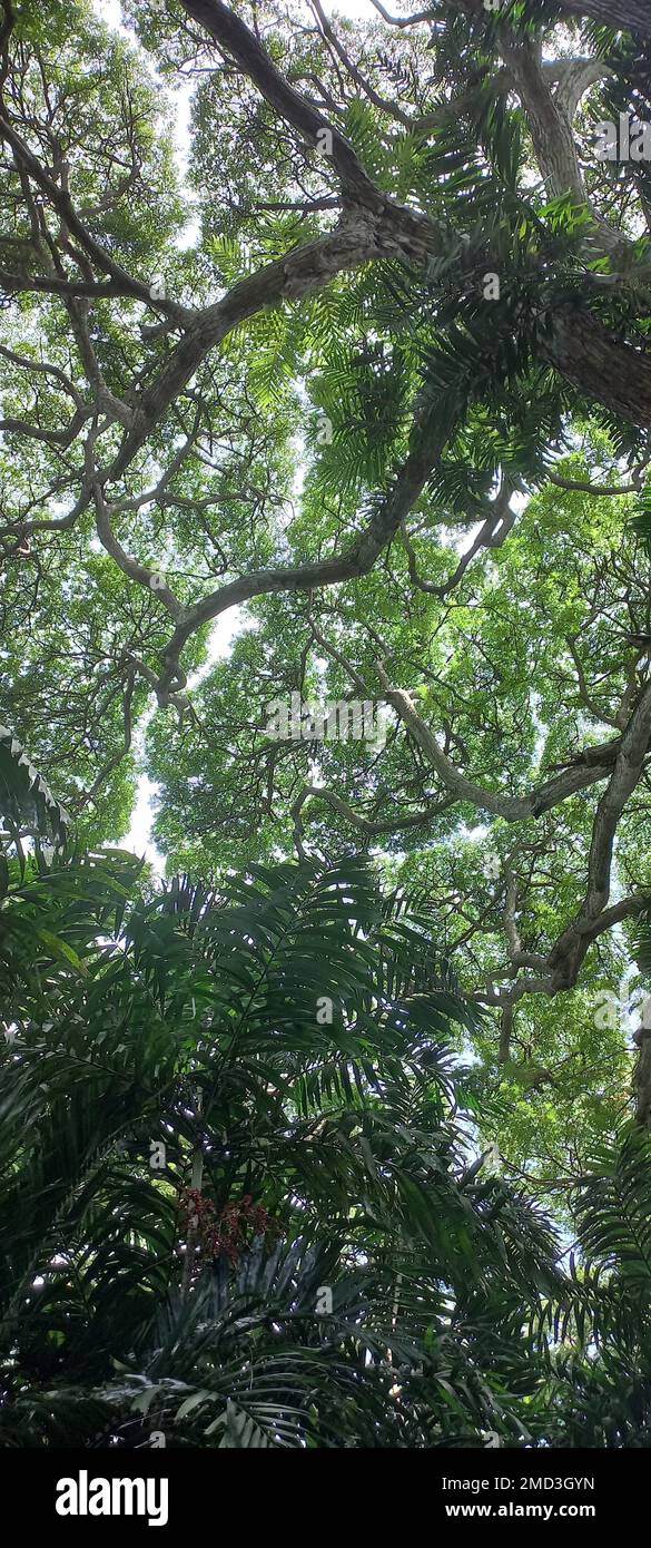A vertical low angle shot of lush green trees in a sunny forest Stock ...