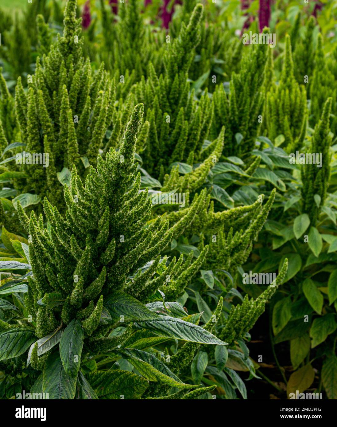 Green species of amaranth in the garden in the village. Stock Photo