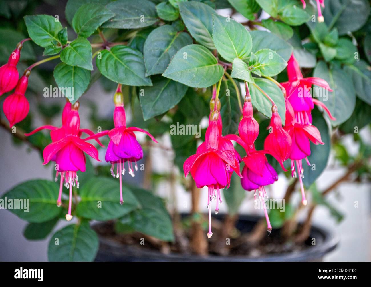 Fuchsia flowers hanging from the branches of crimson lilac flowers in the city park. Stock Photo