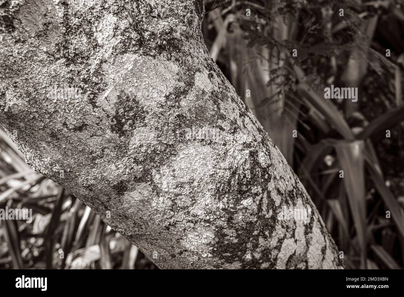 Tropical tree bark texture with colorful green orange red and black ...