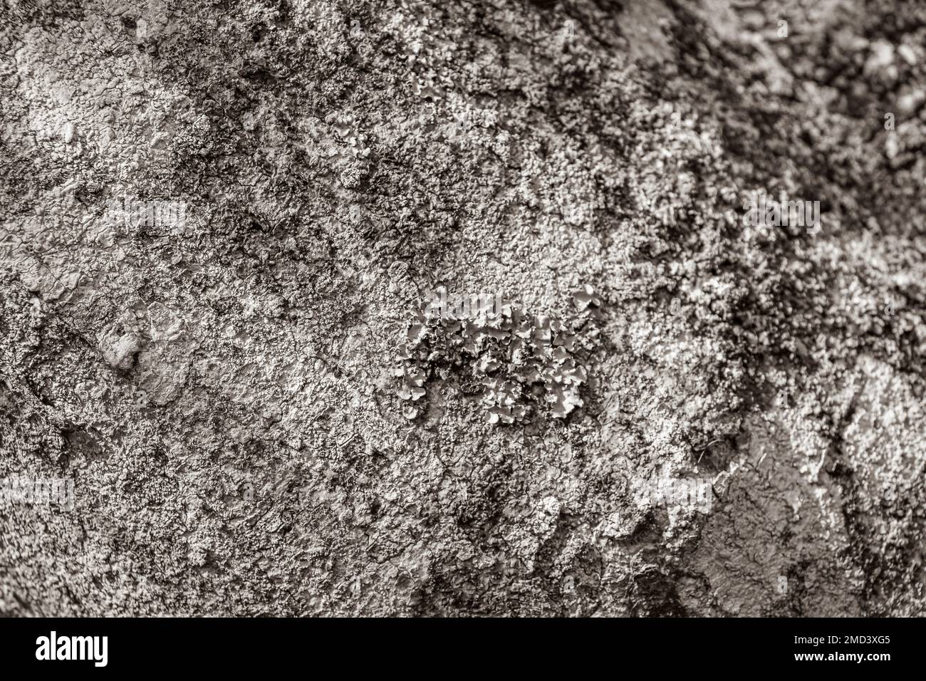 Tropical tree bark texture with colorful green orange red and black ...