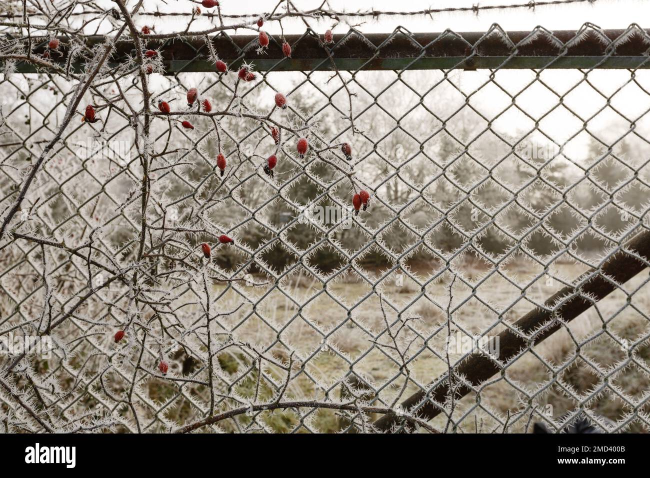 Rose hips with hoar frost like tiny icicles clinging to link chain fence. Stock Photo