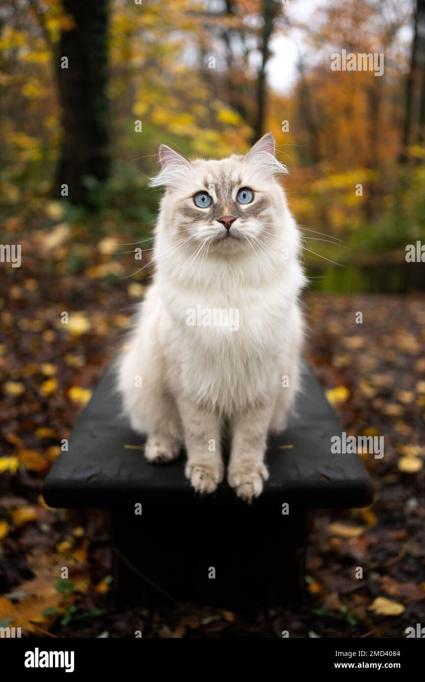 cute siberian cat sitting on a bench outdoors in the forest looking at ...