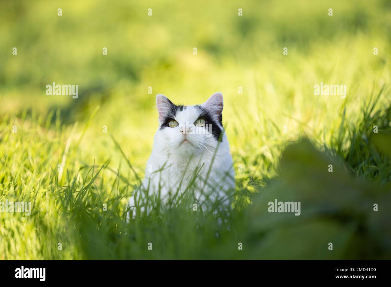 cat on the prowl. white black cat outdoors in high grass observing