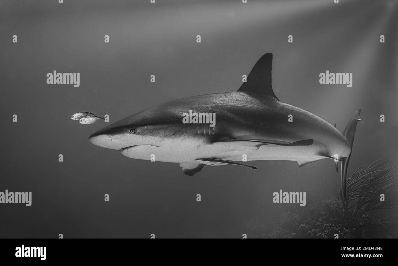 An image of a single Bull shark swimming in the water in back and white