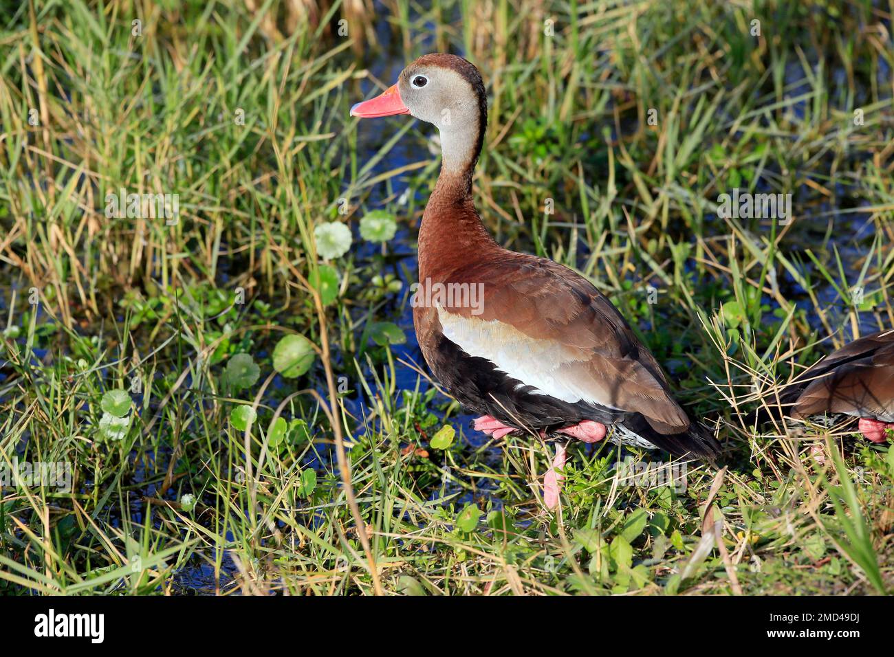 black-bellied whistling duck Stock Photo