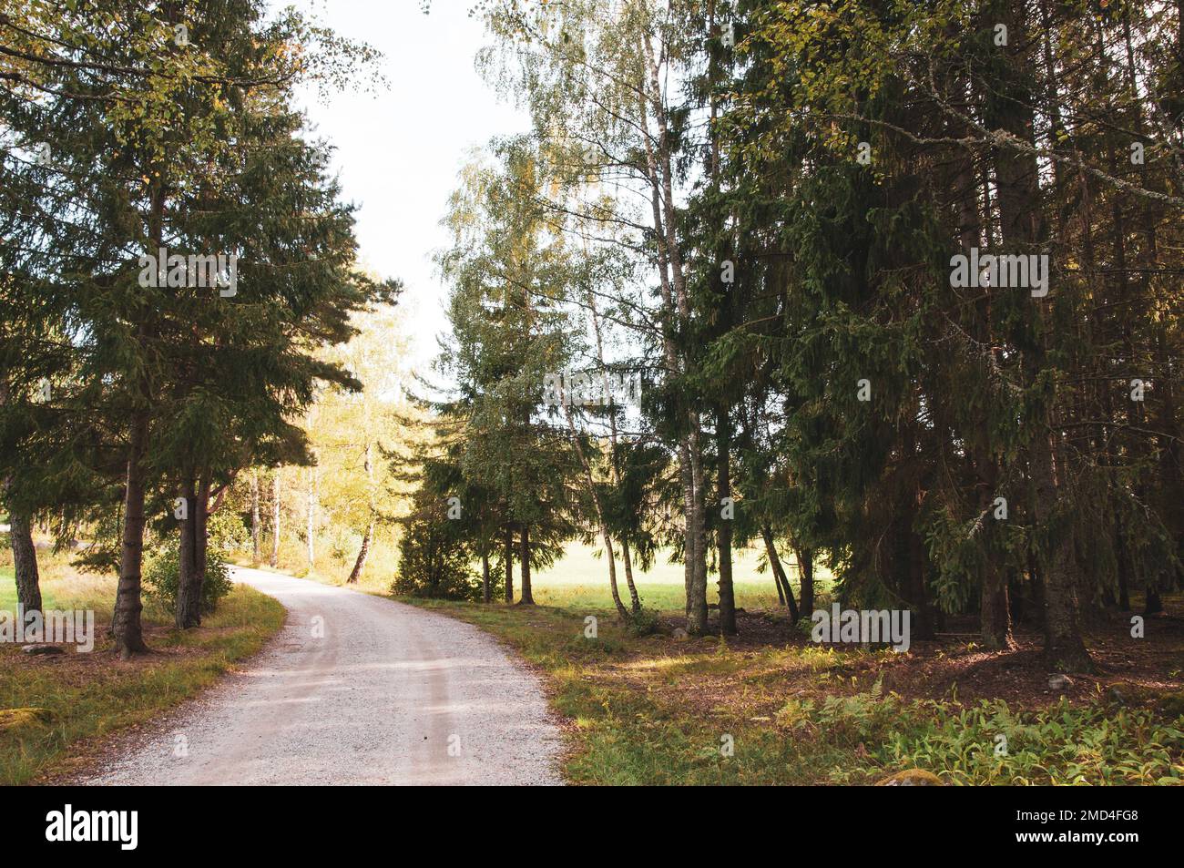 A pathway through a green forest Stock Photo - Alamy