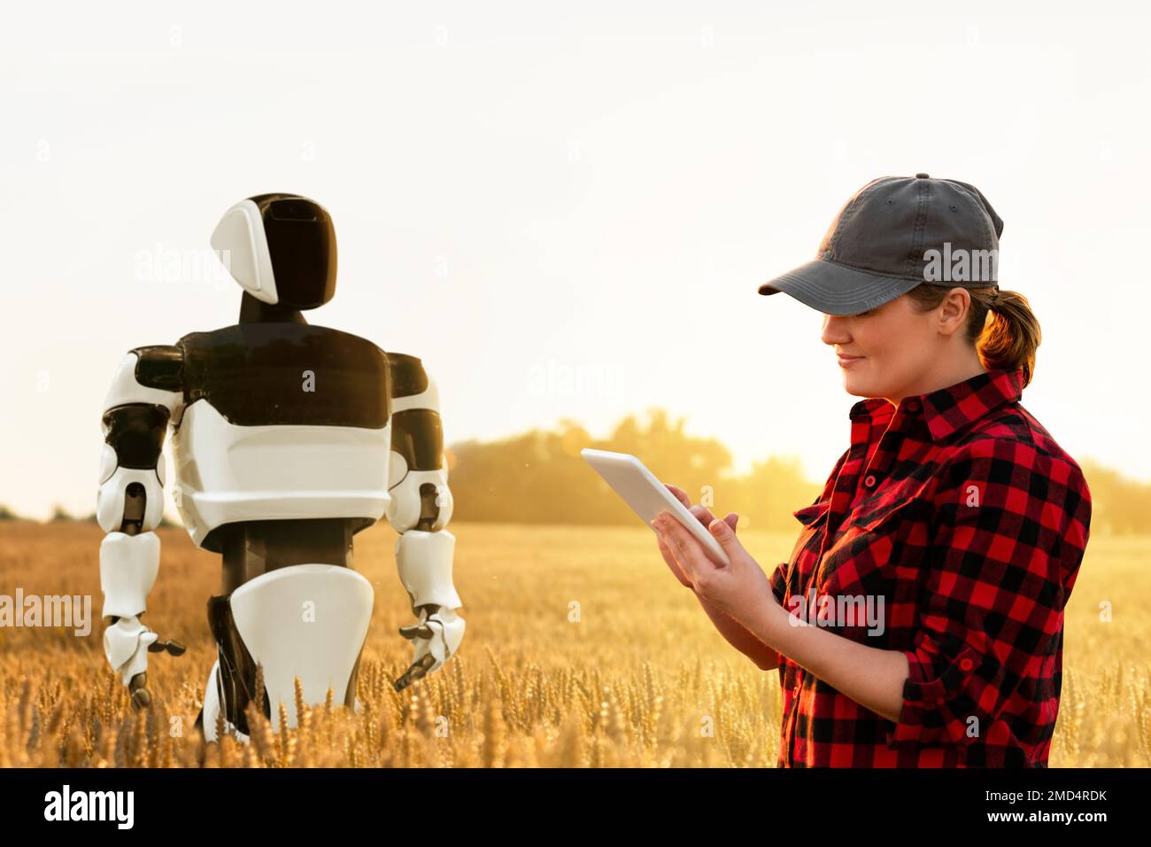 Woman farmer controls robot on an agricultural wheat field. Smart farming concept Stock Photo