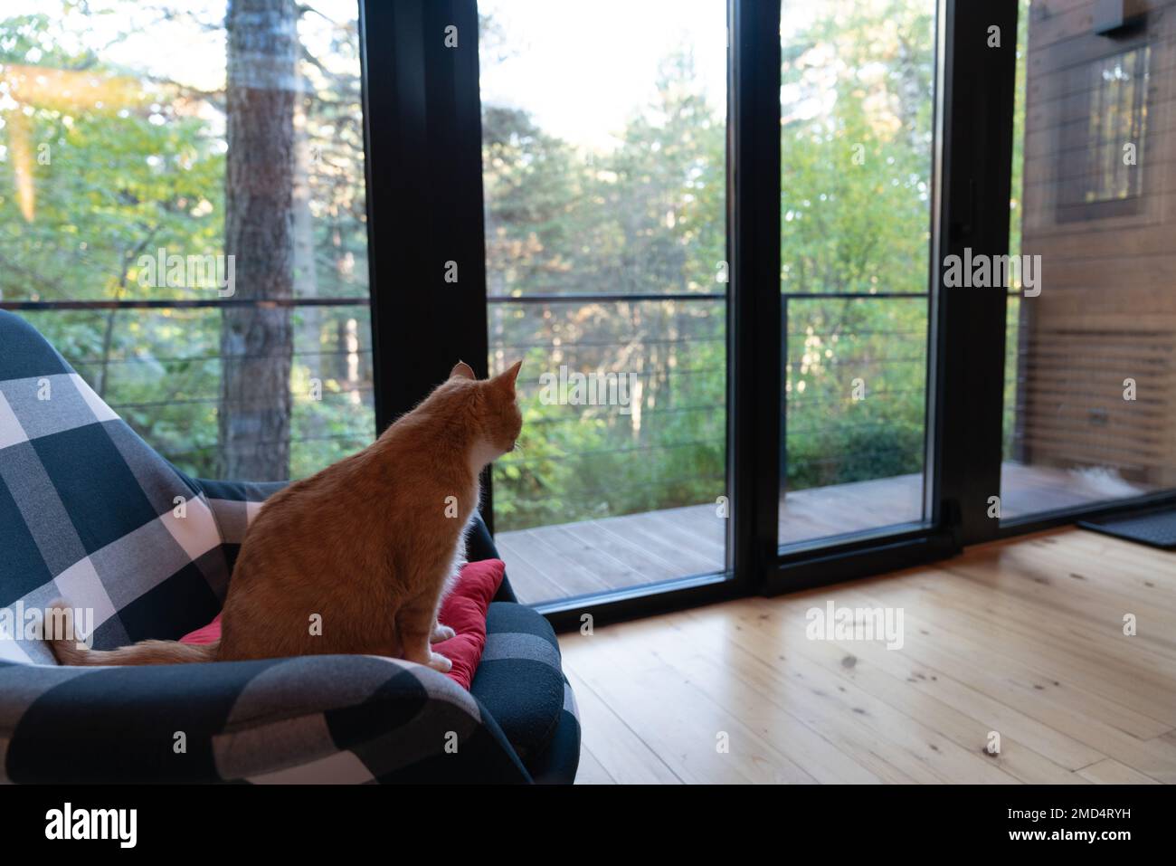 The red cat sits on a chair and looks out the window at the green forest. Stock Photo