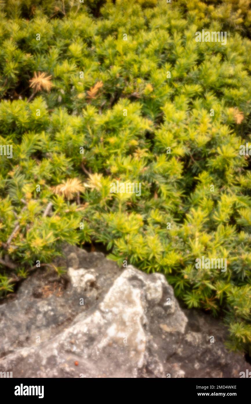 Natures chaos; natural environmental patterns formed by shapes in an