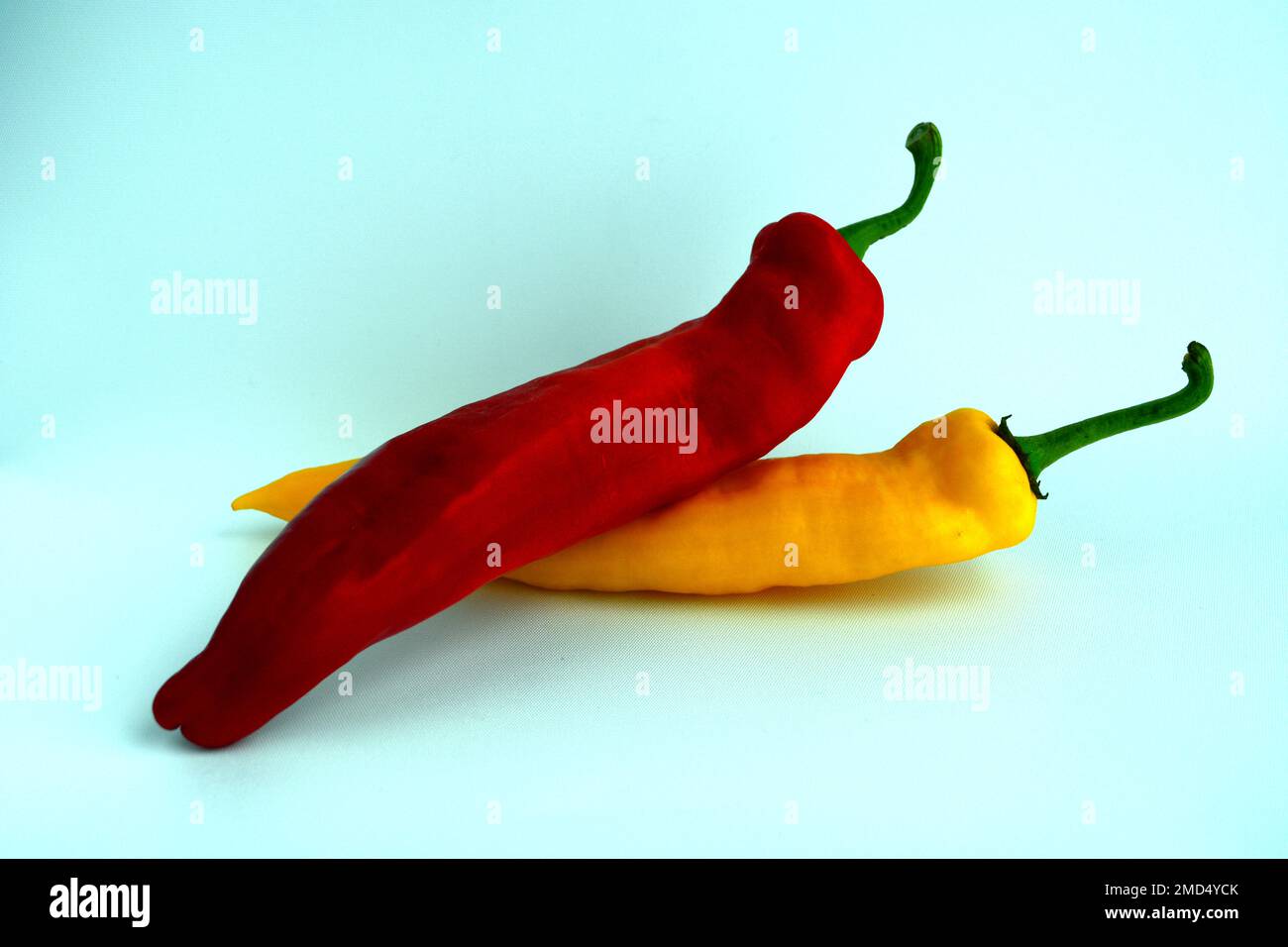 Close up of Capsicum Bullhorn fruit on light background. It is sweet red capsicum with a unique