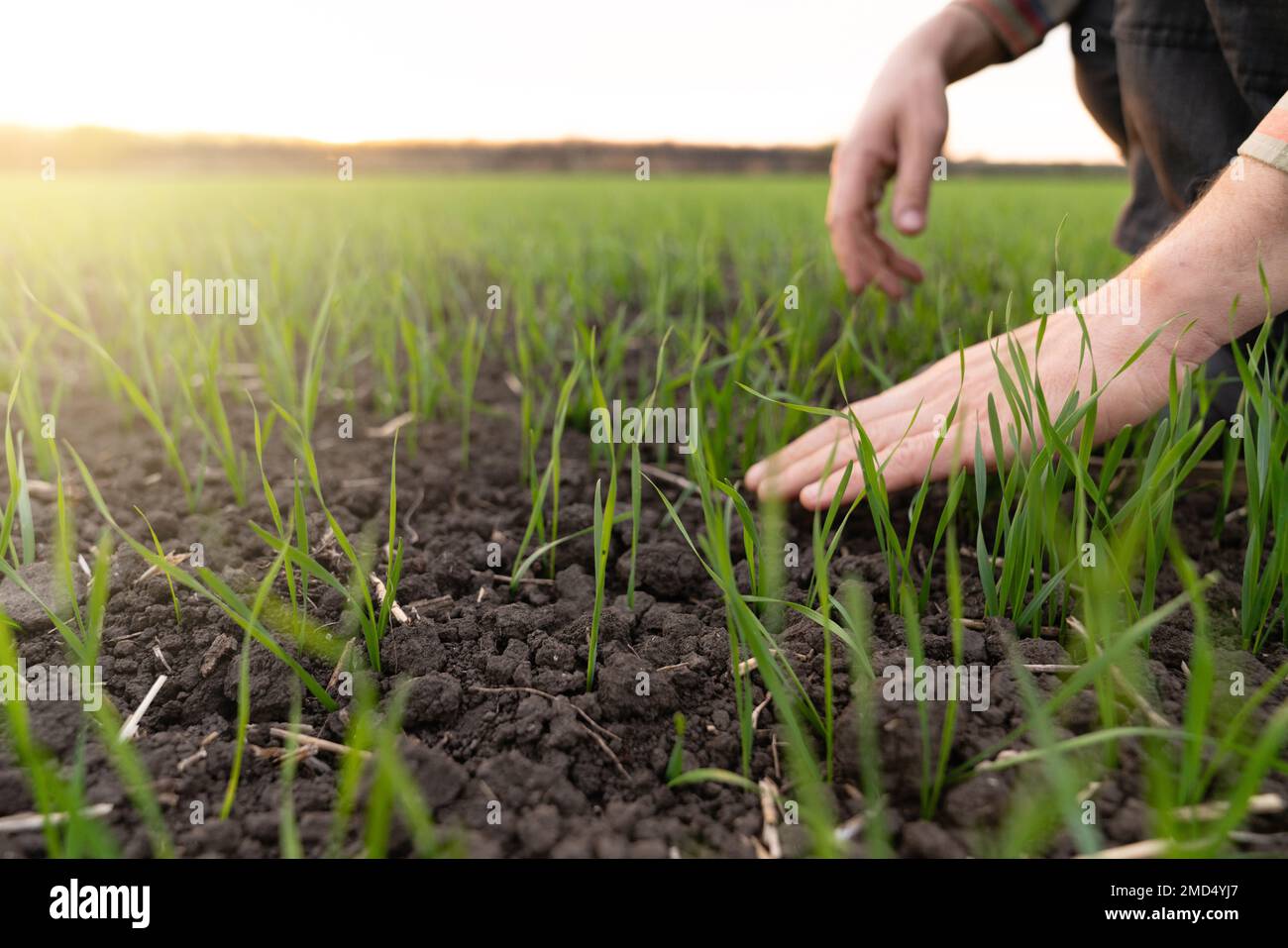 Farmer touches the young wheat in the field with his hand. Close-up Stock Photo